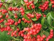 from Siberian ginseng .