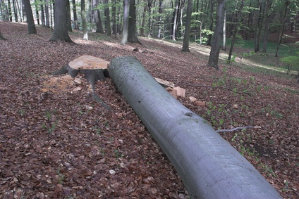 How To Cut Down Pine Trees