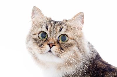 cat peeing in corner