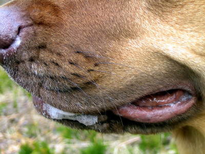 excessive salivation in dogs what are the causes of excessive drooling in dogs ehow uk excessive salivation in dogs what are the causes of excessive drooling in dogs ehow uk