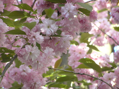 How To Root From A Cutting Of A Blossoming Cherry Tree
