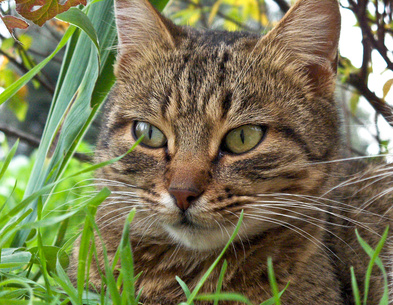 How to Get Rid of Dandruff on Cats