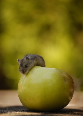 Can hamster shop eat apricot