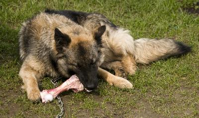 can dogs steak bones can you feed a beef bones pets can dogs steak bones can you feed a beef bones pets