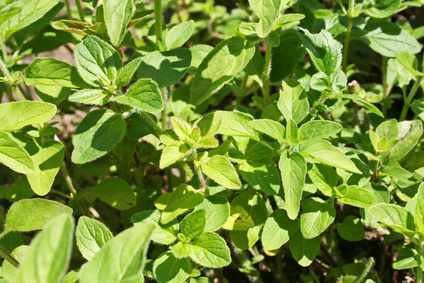 Oregano Oil Dangers | LIVESTRONG. Oregano Oil Dangers | LIVESTRONG.