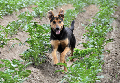 puppy excessive drooling health problems associated with excessive drooling in dogs ehow uk puppy excessive drooling health problems associated with excessive drooling in dogs ehow uk