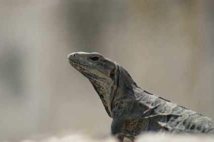 Animals That Breathe Through the Skin | Sciencing Animals That Breathe Through the Skin | Sciencing