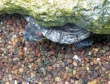 What+do+baby+water+turtles+eat