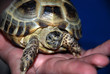 What+do+baby+water+turtles+eat
