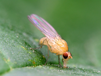 How to Get Rid of White Flies on Herb Plants | Garden Guides