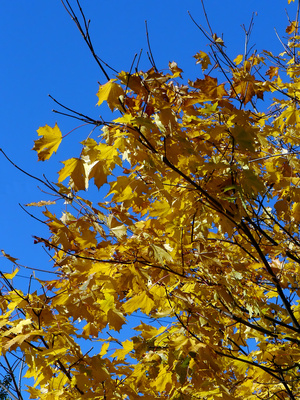 Fast Growing Trees in Minnesota | Garden Guides