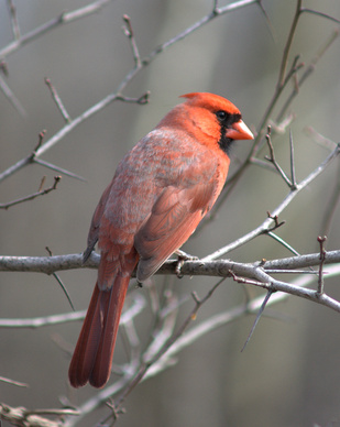 arizona bird identification ehow uk arizona bird identification ehow uk