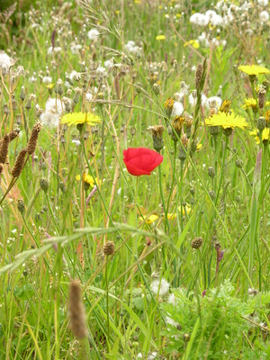 allergic rash to prickly grass weeds ehow uk allergic rash to prickly grass weeds ehow uk