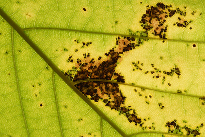 ENFERMEDADES DE LAS PLANTAS POR BACTERIAS enfermedades de las plantas por bacterias: