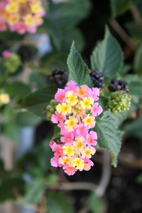 How to Plant Blackberries in Oklahoma | Garden Guides