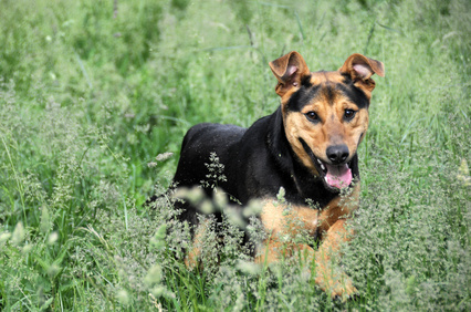Ivermectin Dogs Demodex