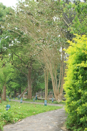 how to get rid of silkworms from trees ehow uk how to get rid of silkworms from trees ehow uk