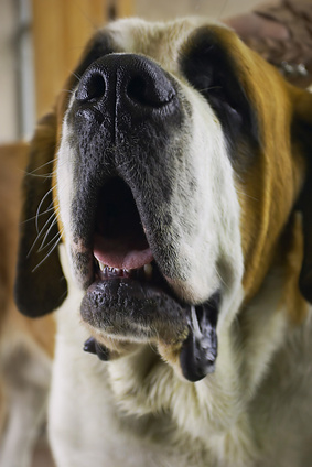 hip dysplasia surgery cost canine hip dysplasia surgery cost ehow uk hip dysplasia surgery cost canine hip dysplasia surgery cost ehow uk
