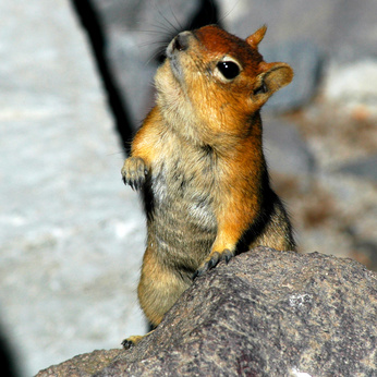 chipmunk pet