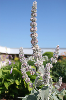 Desert Plants That Grow Well in Shaded Areas | Garden Guides