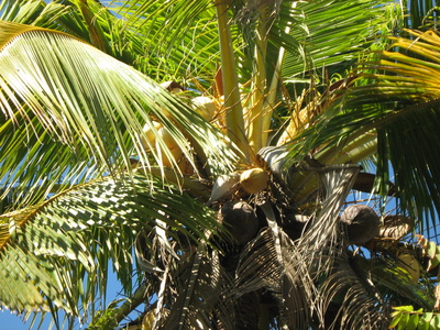 The Potassium Levels in Coconut Water