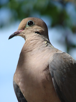 how to raise baby grey white ring dove birds ehow uk how to raise baby grey white ring dove birds ehow uk
