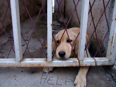 calling animal control on barking dog