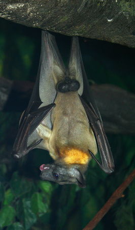 Vampire Bat Life Cycle | Sciencing