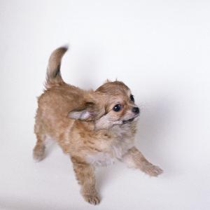 pomeranian shedding tips pomeranian coat grooming tips pets pomeranian shedding tips pomeranian coat grooming tips pets