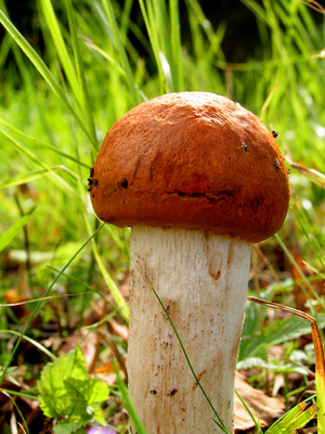 How to Grow Crimini Mushrooms at Home | Garden Guides