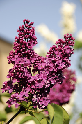 What Is the Meaning of the Lilac Flower? | Garden Guides