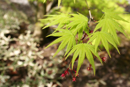 How To Start A Cutting From A Japanese Maple Tree