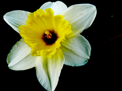 What Is the Meaning of the Narcissus Flower? eHow UK What Is the Meaning of the Narcissus Flower? eHow UK