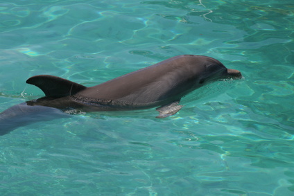 Swimming with the Dolphins in Las Vegas - Travel Codex