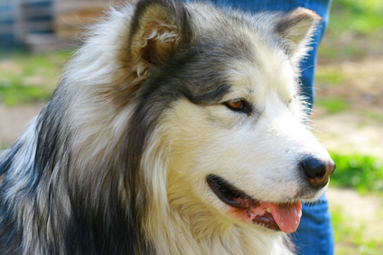 Arctic Wolf Husky Mix