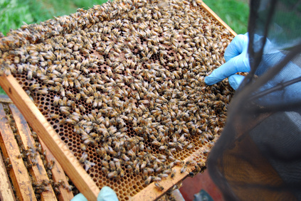 Prestations-maladie des produits d'abeille - propolis, gelée royale, miel