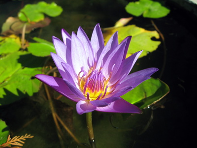 Natural hair removal recipes