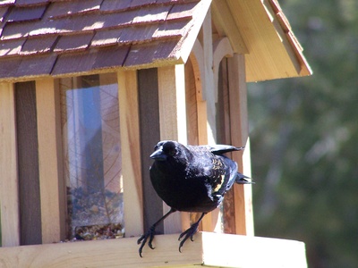 how to keep cats away from bird feeders ehow uk how to keep cats away from bird feeders ehow uk