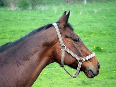 Places for Equine Camping in Iowa