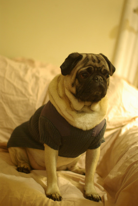 how to care for pugs how to take care of pug pups ehow uk how to care for pugs how to take care of pug pups ehow uk