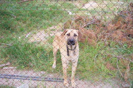is corsican mint toxic to dogs