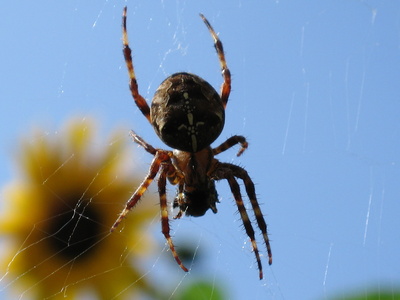 black widow spider bite pictures. The lack widow spider and the