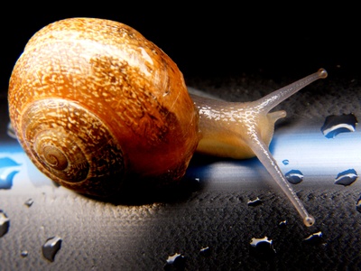 COMIDA CARACOL TIERRA comida caracol tierra: