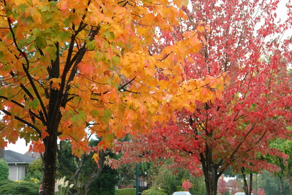 Clawson, Michigan Parks
