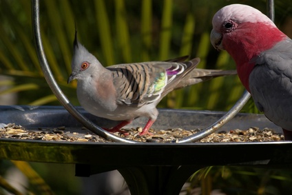 How To Get Rid Of Bird Mites On Dogs How To Get Rid Of Bird Mites On Dogs