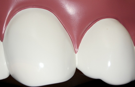 Teeth Science Projects | Sciencing