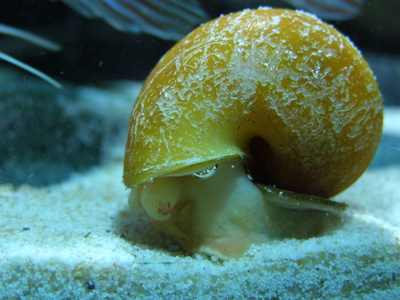 aquarium snail food