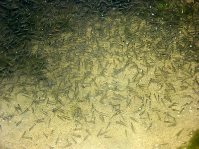 Goldfish fry hot sale in pond