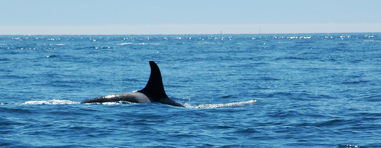 Whale Watching Cruises In Anchorage Alaska
