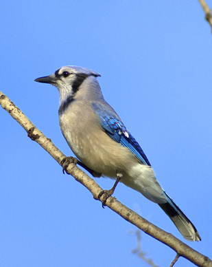 blue jay bird information ehow uk blue jay bird information ehow uk